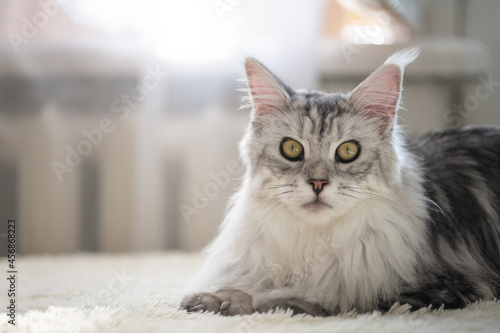 Gray maine coon cat looking to the camera