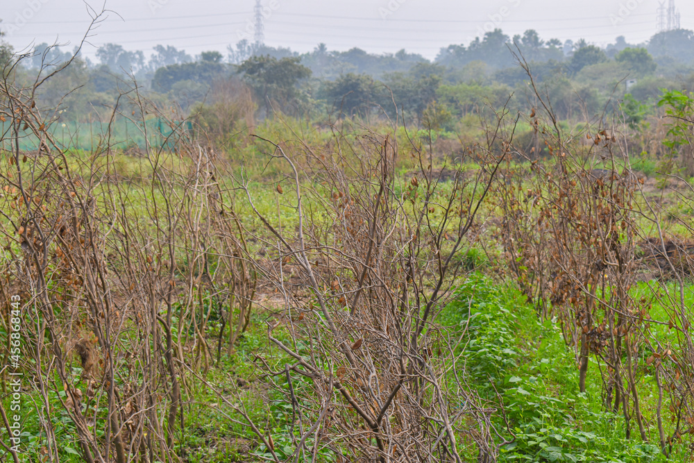 picture of tree that have fallen out of the leaves .Dry branches with greenery surrounded by plants picture of tree that have fallen out of the leaves .Dry branches with greenery surrounded by plants