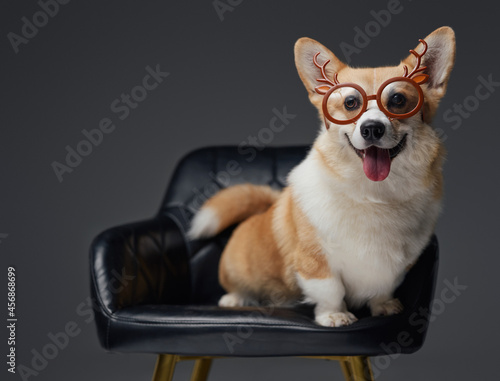 Cheerful doggy with eyewear sitting on leather chair