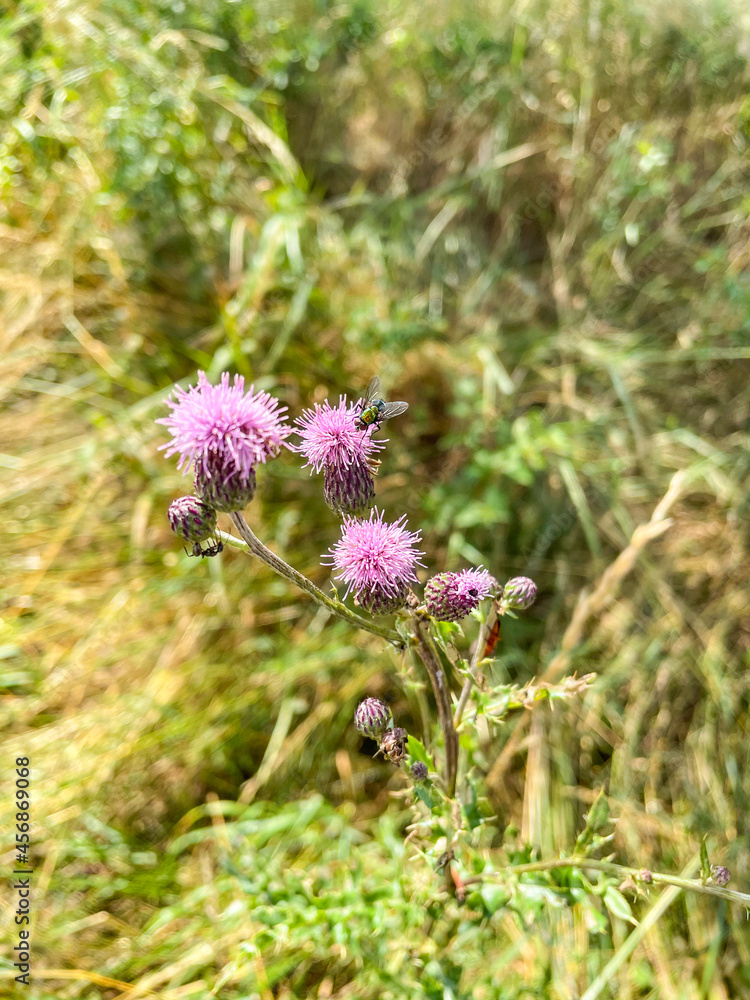 Curly plumeless thistle