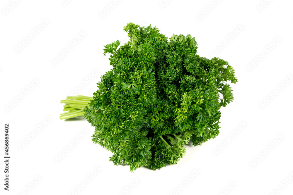 Bunch of curly chervil on a white background. Curly Leaf Parsley