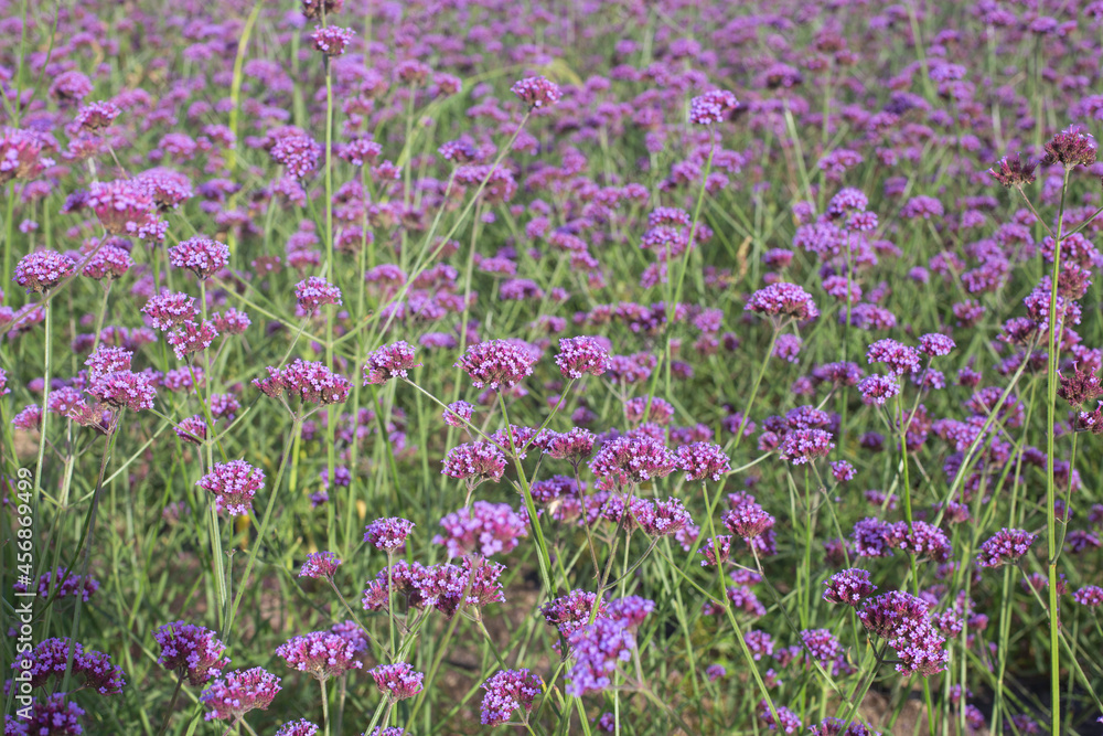 Naklejka premium Lavender Verbena Bonariensis is a purple flower, hydrangea in the background.