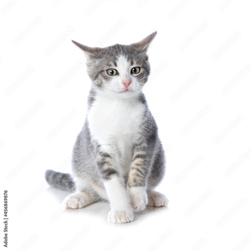 Cute tabby kitten on white background Cute tabby kitten on white background