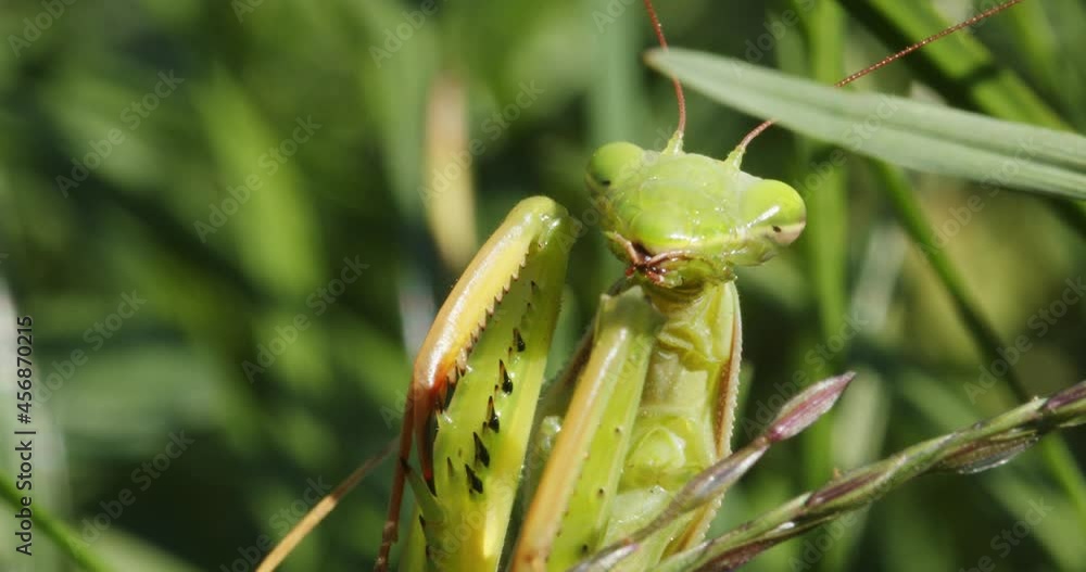 The European mantis (praying mantis) close-up The European mantis (praying mantis) close-up