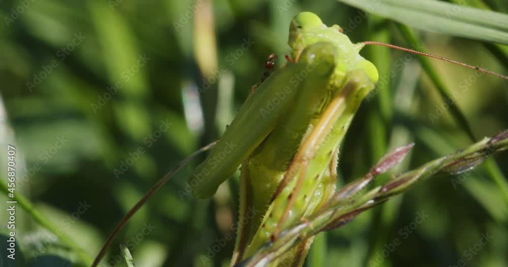 The European mantis (praying mantis) close-up The European mantis (praying mantis) close-up
