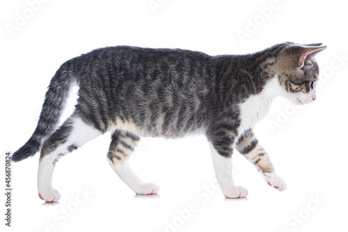 Fotografie Cute tabby kitten walking on white background