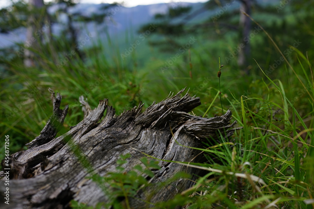 stump in the forest stump in the forest