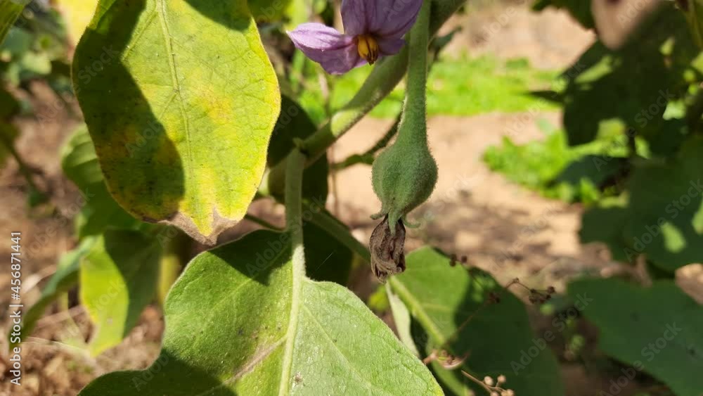 Eggplant flower. Its other names aubergine and brinjal. It is a plant species in the nightshade