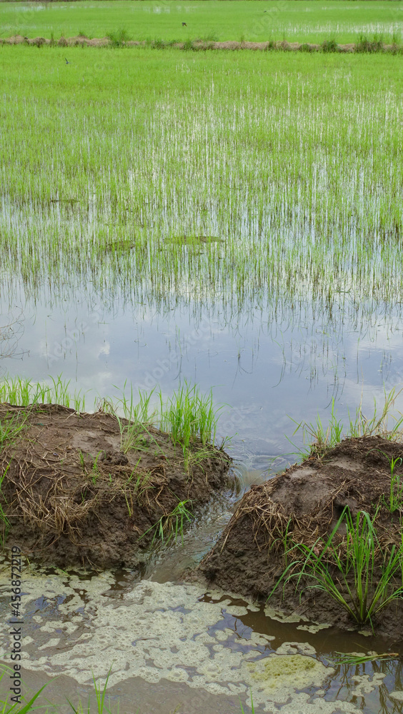 Asia rice farmland planting background space Asia rice farmland planting background space