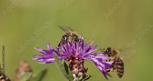 The bee on flower of Centaurea triumfettii, the squarrose knapweed photo