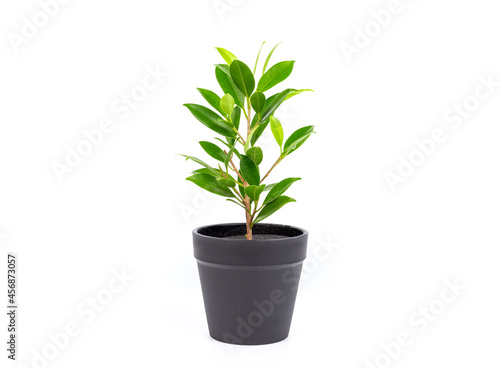 Studio image of banyan growing tree in black pot isolated on white background.