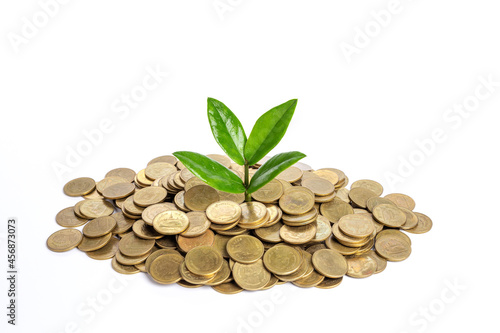 Plant growing and a lot golden coins isolated on white background.