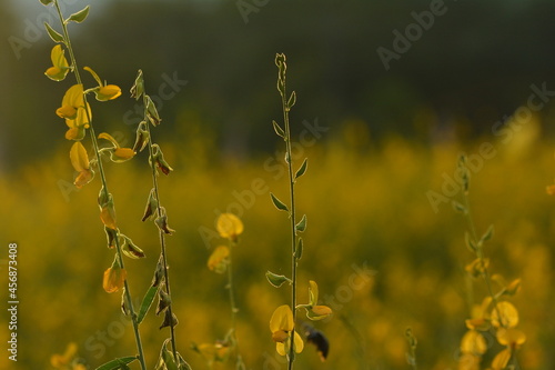 ท่ามกลางทุ่งปอเทืองเหลืองอร่าม