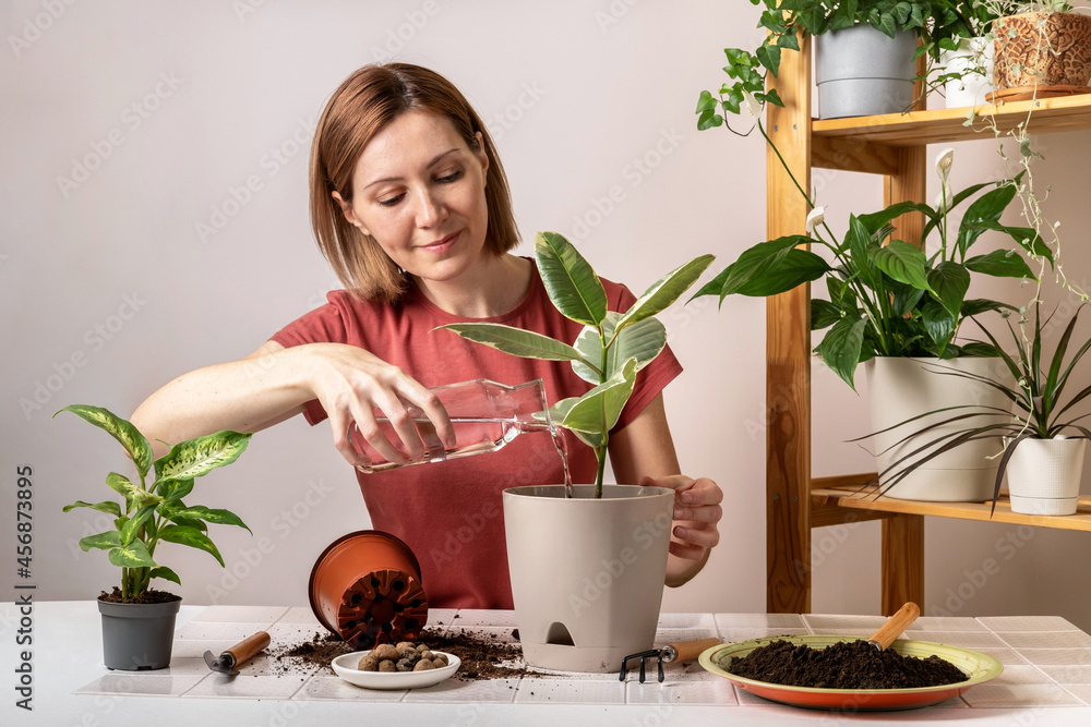 Woman replanting a young ficus plant into a new flowerpot. Young beautiful woman caring for potted indoor plants. Engaging hobby Woman replanting a young ficus plant into a new flowerpot. Young beautiful woman caring for potted indoor plants. Engaging hobby