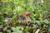 porcini mushroom in the grass