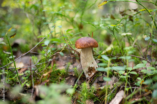 porcini mushroom in the grass