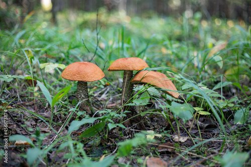 red boletus mushrooms in the forest