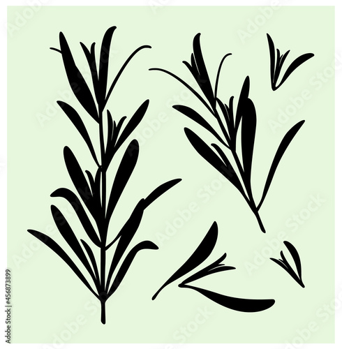Rosemary. A set of silhouettes of black rosemary leaves and branches isolated on a light green background. Vector illustration.