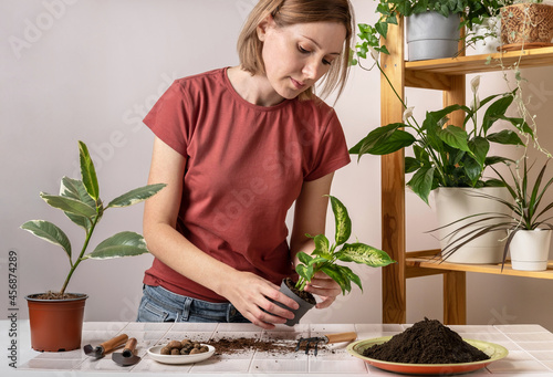 Woman replanting a young Dieffenbachia plant into a new flowerpot. Young beautiful woman caring for potted indoor plants. Engaging hobby