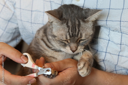 爪切りを怖がる猫。 photo