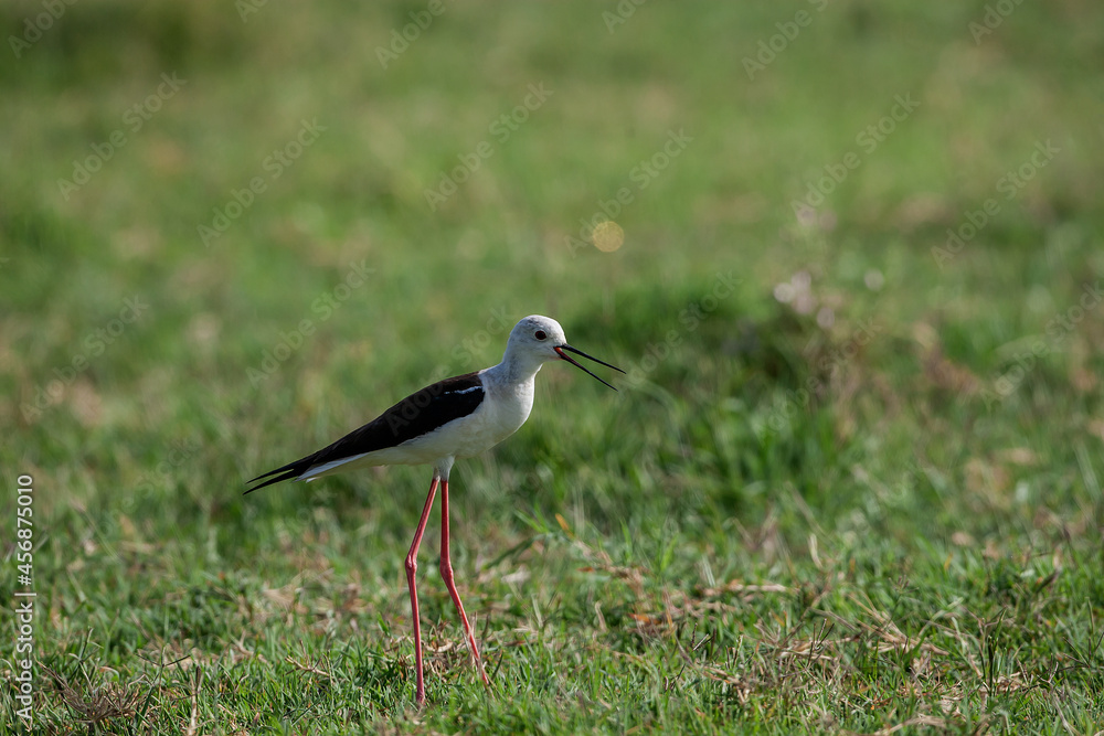 Obraz premium Side profile view of black-winged stilt (Himantopus himantopus) walking on grass.