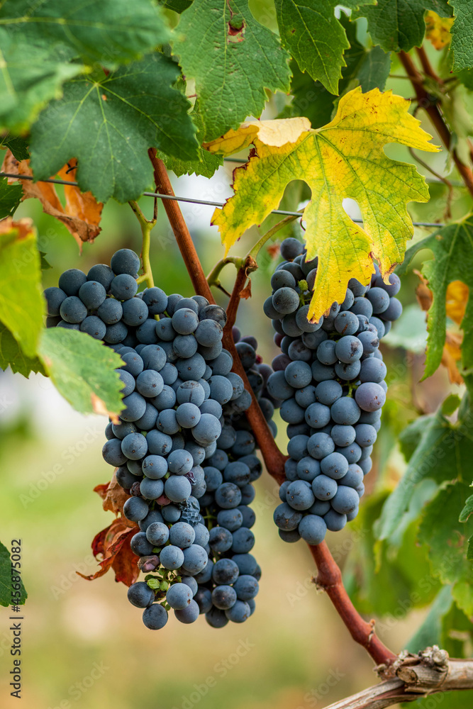 Beautiful bunch of black nebbiolo grapes with green leaves in the vineyards of Barolo, Piemonte, Langhe wine district and Unesco heritage, Italy, in September before harvest, close up, vertical