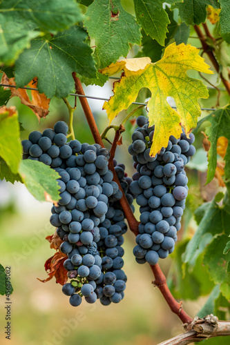 Wallpaper Mural Beautiful bunch of black nebbiolo grapes with green leaves in the vineyards of Barolo, Piemonte, Langhe wine district and Unesco heritage, Italy, in September before harvest, close up, vertical Torontodigital.ca