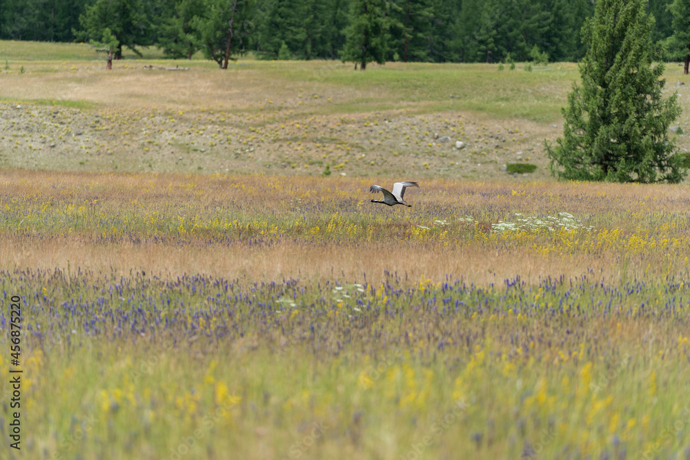 Crane-bellad , walks on the steppe with its chicks
