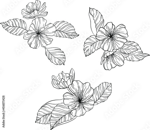 Pear flowers and leaves isolated on white. Hand drawn line vector illustration. Eps 10