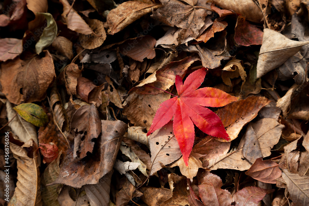 Fototapeta premium 落葉