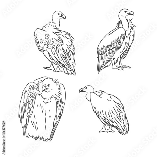 Drawing of vulture by line vulture vector