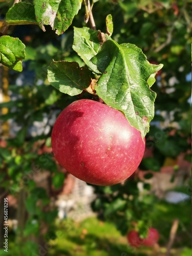 Red ripe apple on a background of greenery
