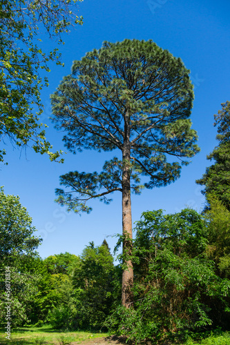 Tall and beautiful Slash Pine (Pinus Elliottii) in Arboretum Park Southern Cultures in Sirius (Adler) Sochi. photo