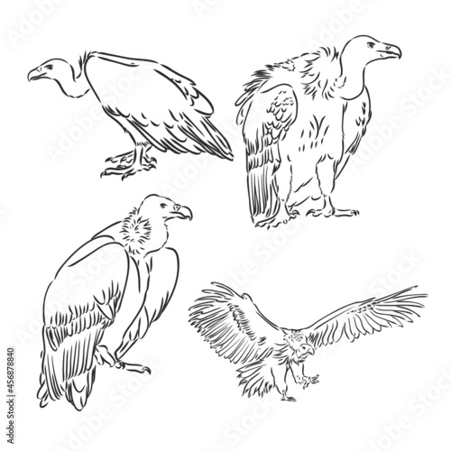 Drawing of vulture by line vulture vector