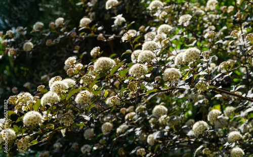 Many white flowers of Ninebark shrub or Physocarpus Opulifolius Diabolo with purple leaves on dark blurred background. Selective focus. Flower landscape, fresh wallpaper, nature background concept © MarinoDenisenko