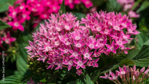 Pink flowers of pentas lanceolate photo