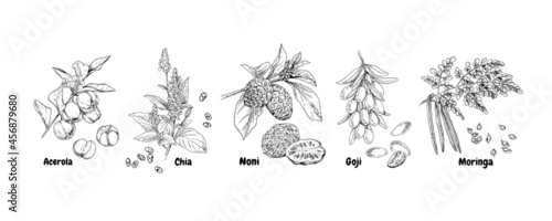 Hand drawn superfood plants - acerola, chia, noni, goji and moringa. Vector sketch in retro style isolated on white background.
