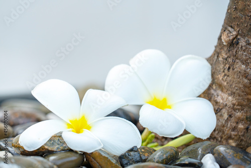 Plumeria white flower and beach background. pagoda on rock beach, Summer concept . © 15Studio