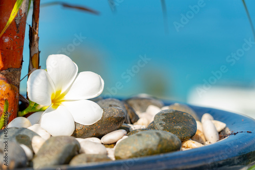 Plumeria white flower and beach background. pagoda on rock beach  Summer concept .