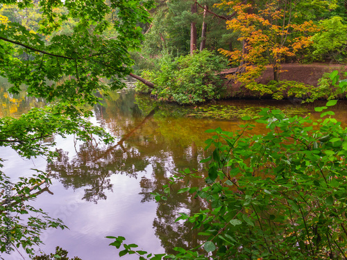 View of the autumn lake from the thicket of the autumn forest