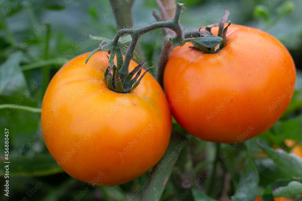 Large ripe orange tomatoes hang on a branch in the garden. Close-up.