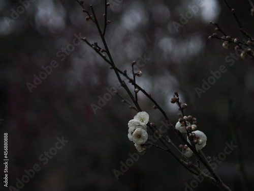 静かな雰囲気で咲いている梅の花
