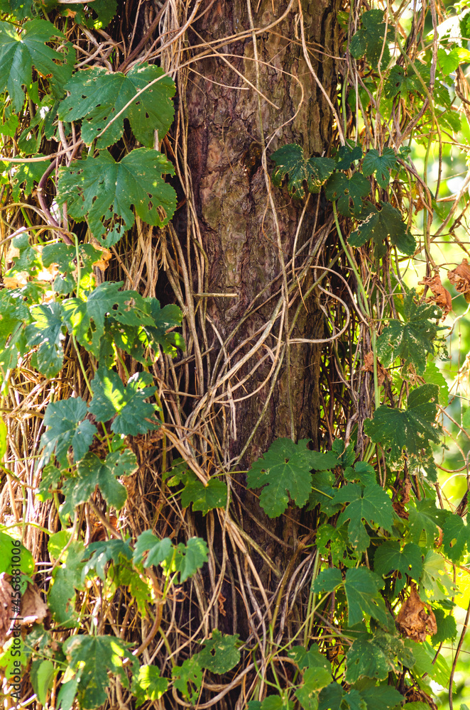 Wild grapes on a tree trunk Wild grapes on a tree trunk