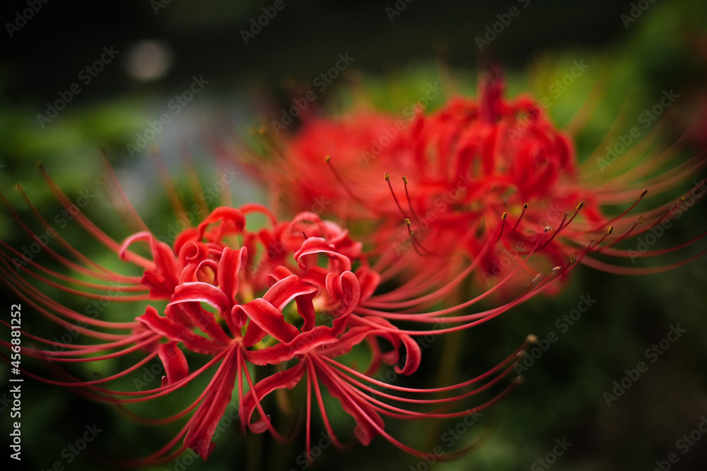 曼珠沙華 曼珠沙華