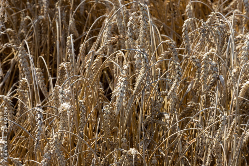 Fototapeta premium Field of Golden wheat under the blue sky and clouds