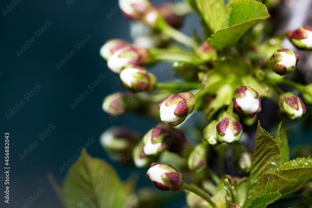 Blooming cherry branch. Bright colorful spring flowers buds. Spring background Blooming cherry branch. Bright colorful spring flowers buds. Spring background