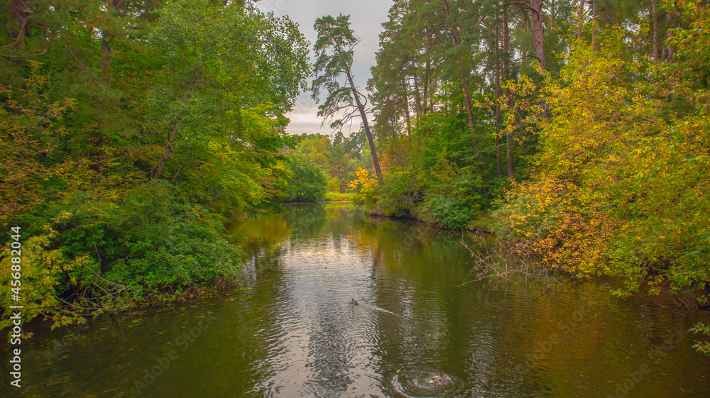 Fototapeta premium The prospect of a river surrounded by an autumn forest.