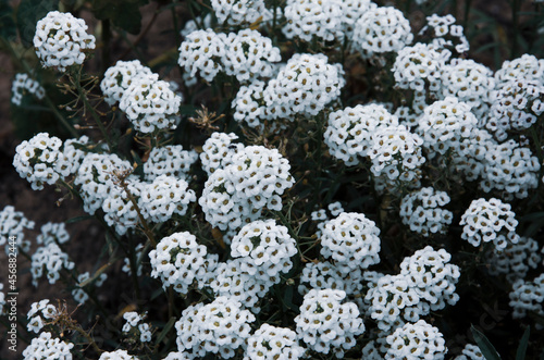 flowers on the ground