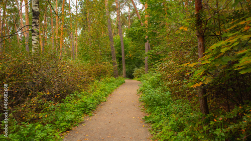 Landscape of the autumn forest with a path through the forest.