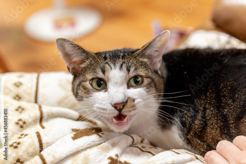Φωτογραφία にゃー　キジトラ猫